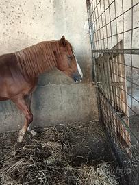 Puledro anglo arabo appaloosa