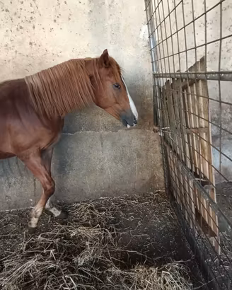 Puledro anglo arabo appaloosa