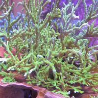 Montipora Stellata Verde