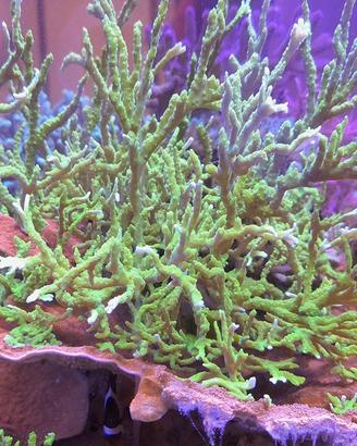 Montipora Stellata Verde