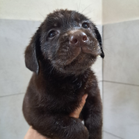 Labrador chocolate