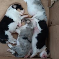 Cuccioli di pastore australiano