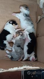 Cuccioli di pastore australiano