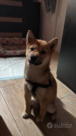 Shiba inu