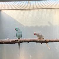 Coppia parrocchetti dal collare