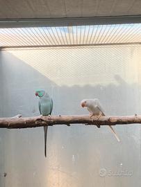 Coppia parrocchetti dal collare