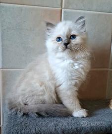 Cuccioli Sacro di Birmania
