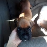 Cuccioli di boxer fulvi anche per settembre