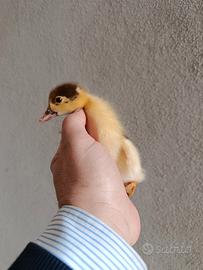 Cucciole di anatra