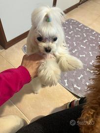 Maltese linea coreana