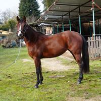 Quarter horse