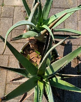 Aloe due piante grosse nel vaso