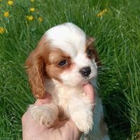 Cavalier king
