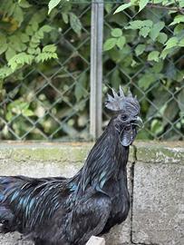 Pulcini Ayam Cemani - Razza Pura in Prevandita