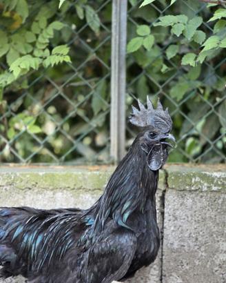 Pulcini Ayam Cemani - Razza Pura in Prevandita