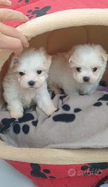 Maltese toy