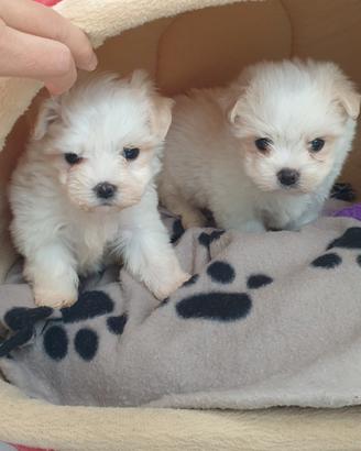 Maltese toy