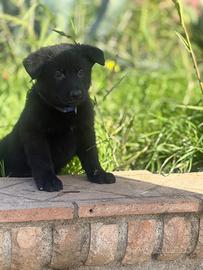 Cuccioli pastore tedesco