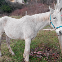 Femmina P.S.I. anno 2005