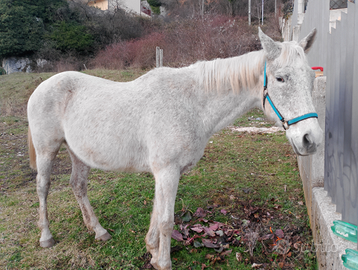 Femmina P.S.I. anno 2005