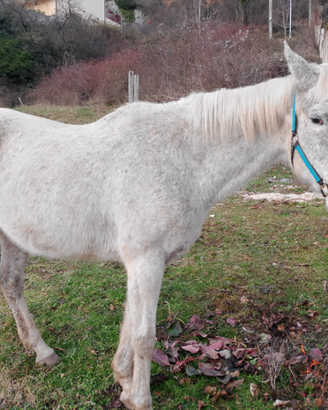 Femmina P.S.I. anno 2005