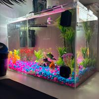 Acquario 40 litri + Filtro, Luce e Accessori