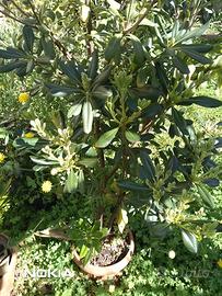 PIANTA DI PITOSFORO IN VASO DI PLASTICA ALTA 180CM