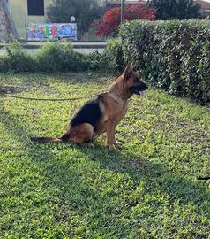 Cucciolona di pastore tedesco con pedigree