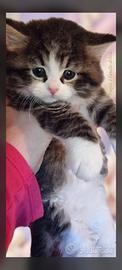 Siberiano cucciolo maschio