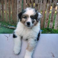 Ultima femmina blu merle pastore australiano