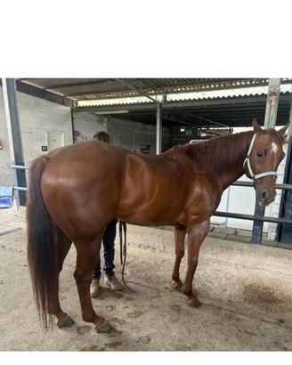 Cavallo Paint horse