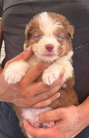 Cucciolo pastore australiano