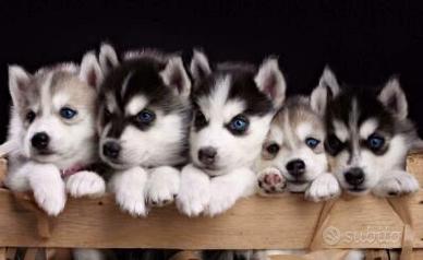 Husky siberiano