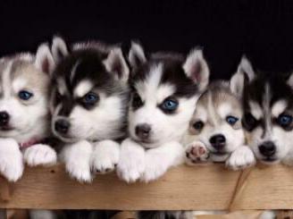 Husky siberiano
