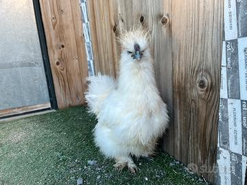 Gallo moroseta
