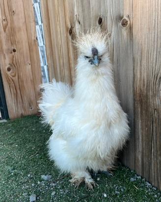 Gallo moroseta
