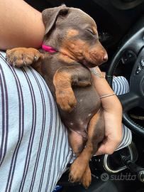 Cuccioli dobermann