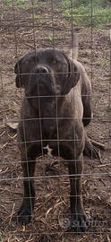 Cane corso