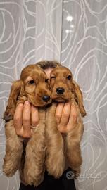 Cucciole & Cuccioli di Cocker Spaniel
