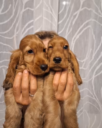 Cucciole & Cuccioli di Cocker Spaniel