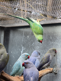 Parrocchetti dal collare