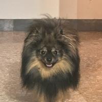 Pomerania maschio