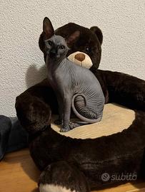Gatto maschio