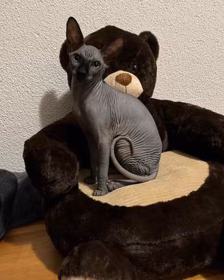 Gatto maschio