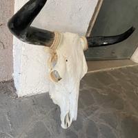 Teschio bufalo