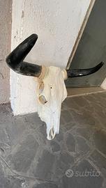 Teschio bufalo