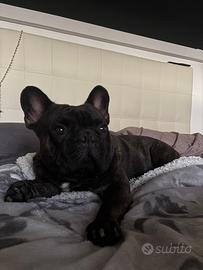 Bulldog francese
