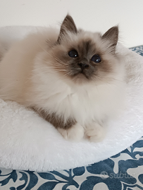 Sacro di Birmania cucciolo Blue point disponibile