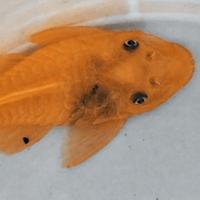 Coppia Ancistrus L144 occhi blu