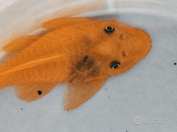 Coppia Ancistrus L144 occhi blu